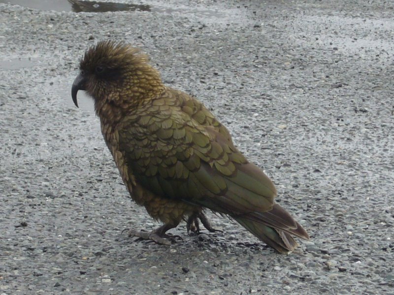 Travel - New Zealand - Fiordland